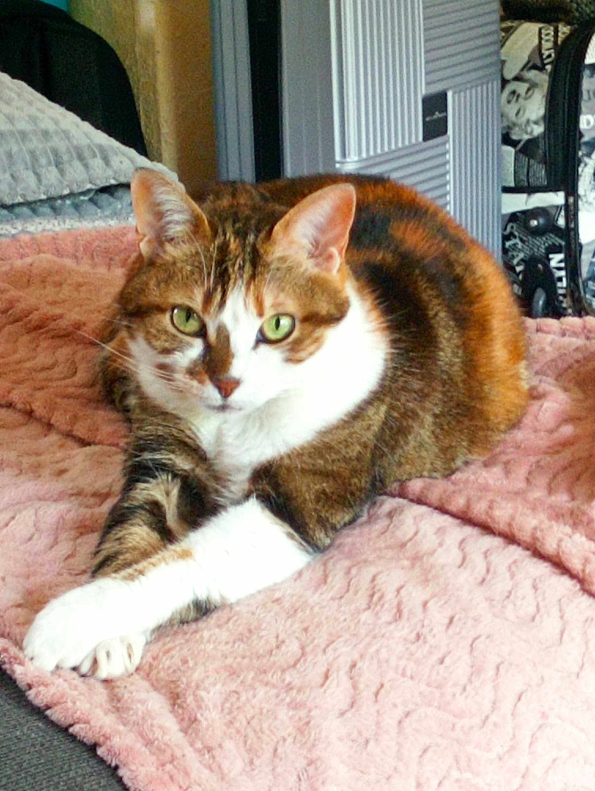 Plume participe au concours pour gagner de l'argent avec cette photo : cat, tabby, green_eyes, pet, feline, indoor, blanket, pink_blanket, resting, relaxed, fur, whiskers, paws, household, cozy, domestic, animal, cute, comfortable, bedroom