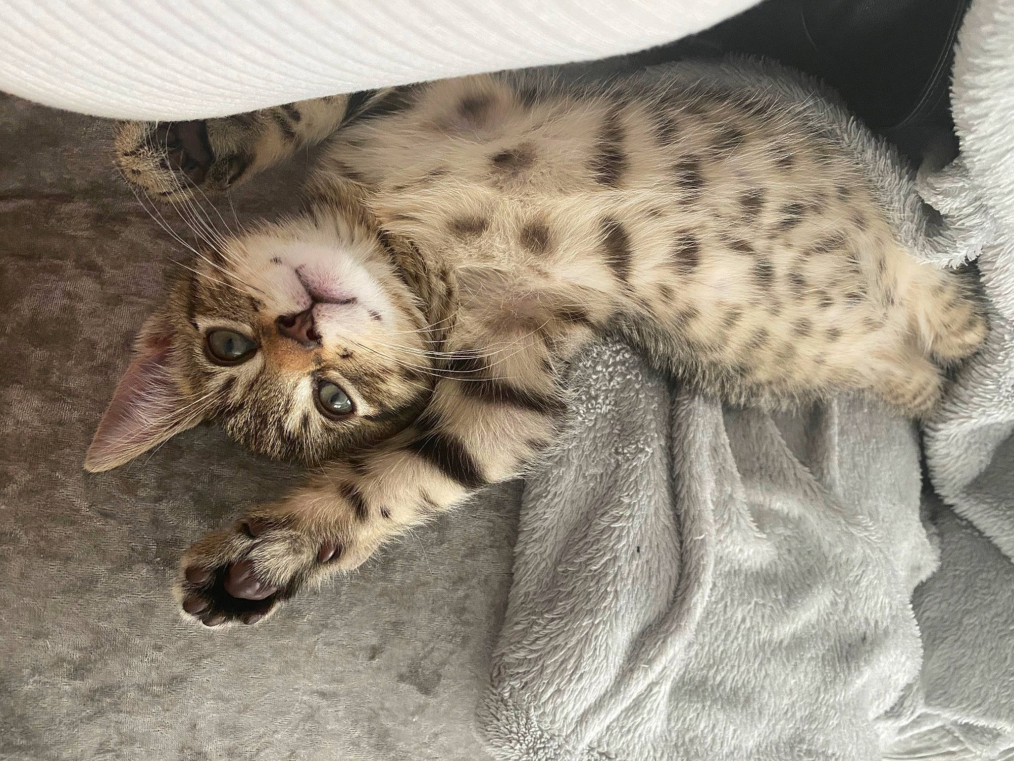 Cody joined the competition — help win amazing prizes! big_cats, carnivore, cat, claw, comfort, domestic_short_haired_cat, eye, fang, fawn, felidae, foot, fur, leopard, pattern, paw, small_to_medium_sized_cats, snout, terrestrial_animal, whiskers, wildlife