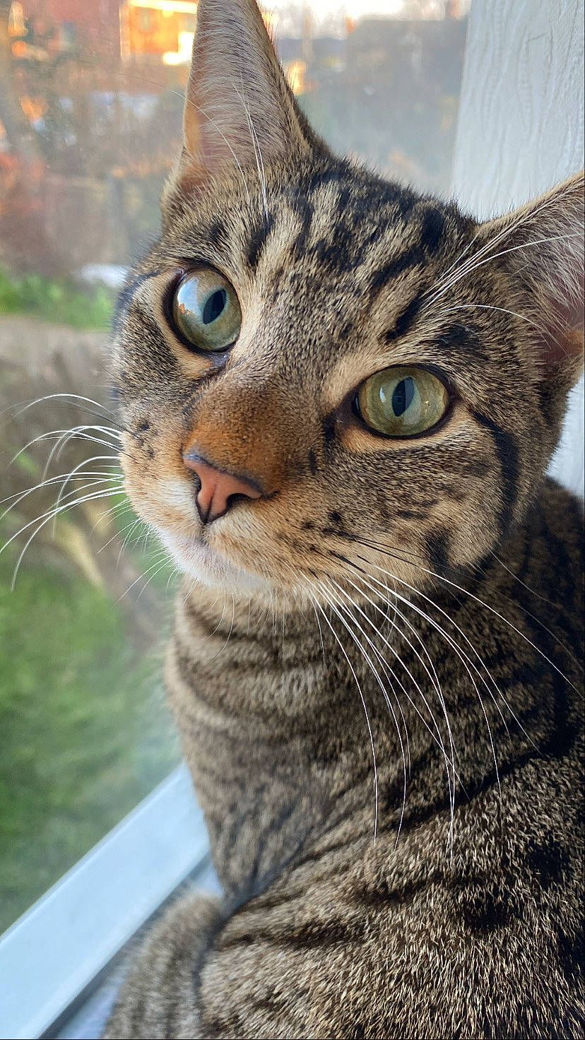 Cody joined the competition — help win amazing prizes! carnivore, cat, close_up, domestic_short_haired_cat, felidae, fur, grass, small_to_medium_sized_cats, snout, terrestrial_animal, tree, whiskers, wildlife, window