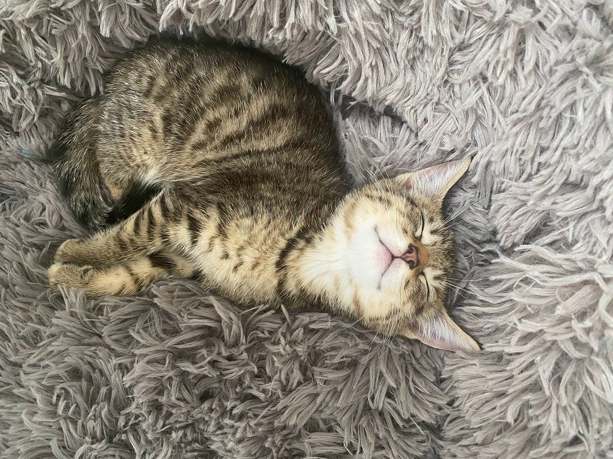 Cody joined the competition — help win amazing prizes! carnivore, cat, claw, domestic_short_haired_cat, felidae, fur, grass, mammal, nap, organism, paw, sleep, small_to_medium_sized_cats, snout, tail, terrestrial_animal, vertebrate, whiskers, wildlife, wood