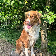 Uno a rejoint le concours — aidez-le/la à gagner de superbes lots ! animal, brown_fur, canine, daylight, dog, forest, greenery, happy, leaves, nature, outdoor, pet, sitting, stump, sunlight, tongue_out, tree, trunk, wet_fur, white_fur