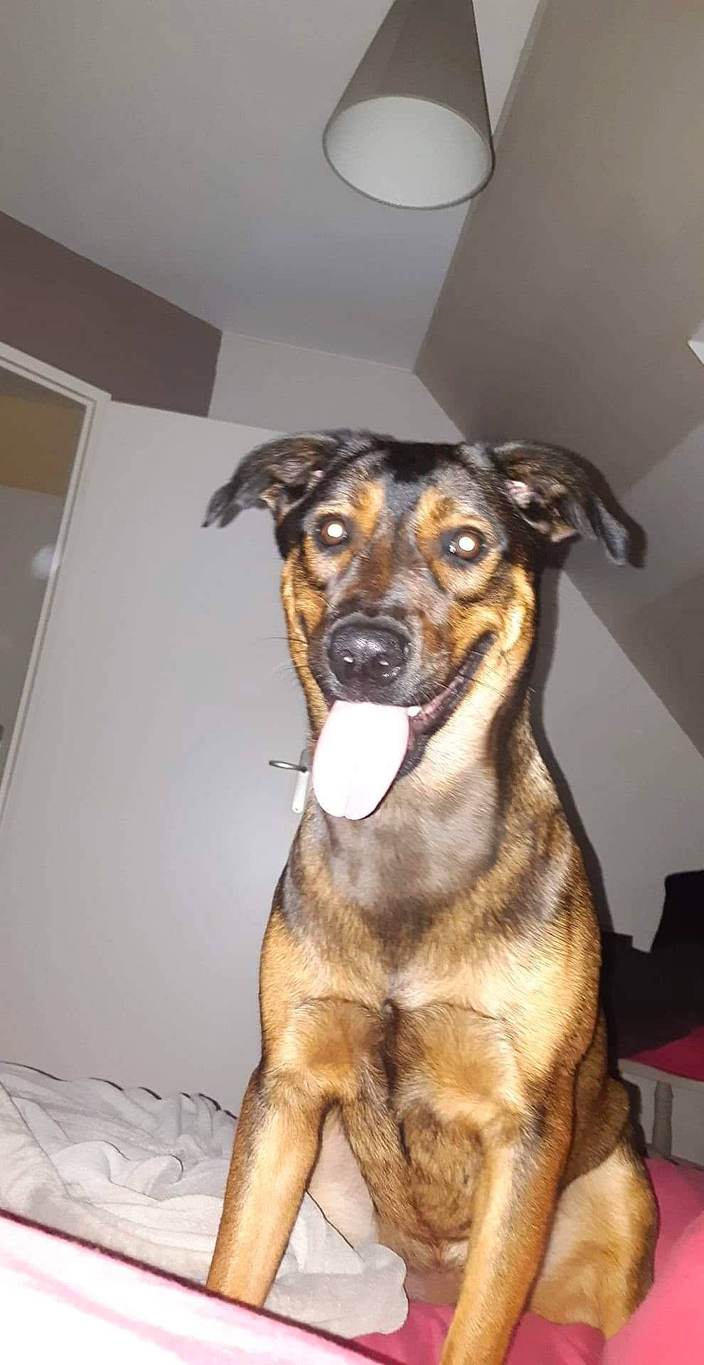 Luna a rejoint le concours — aidez-le/la à gagner de superbes lots ! canidae, carnivore, collar, companion_dog, dog, dog_breed, dog_collar, dog_supply, fawn, fur, guard_dog, pet_supply, snout, sporting_group, street_dog, terrestrial_animal, whiskers, working_animal, working_dog