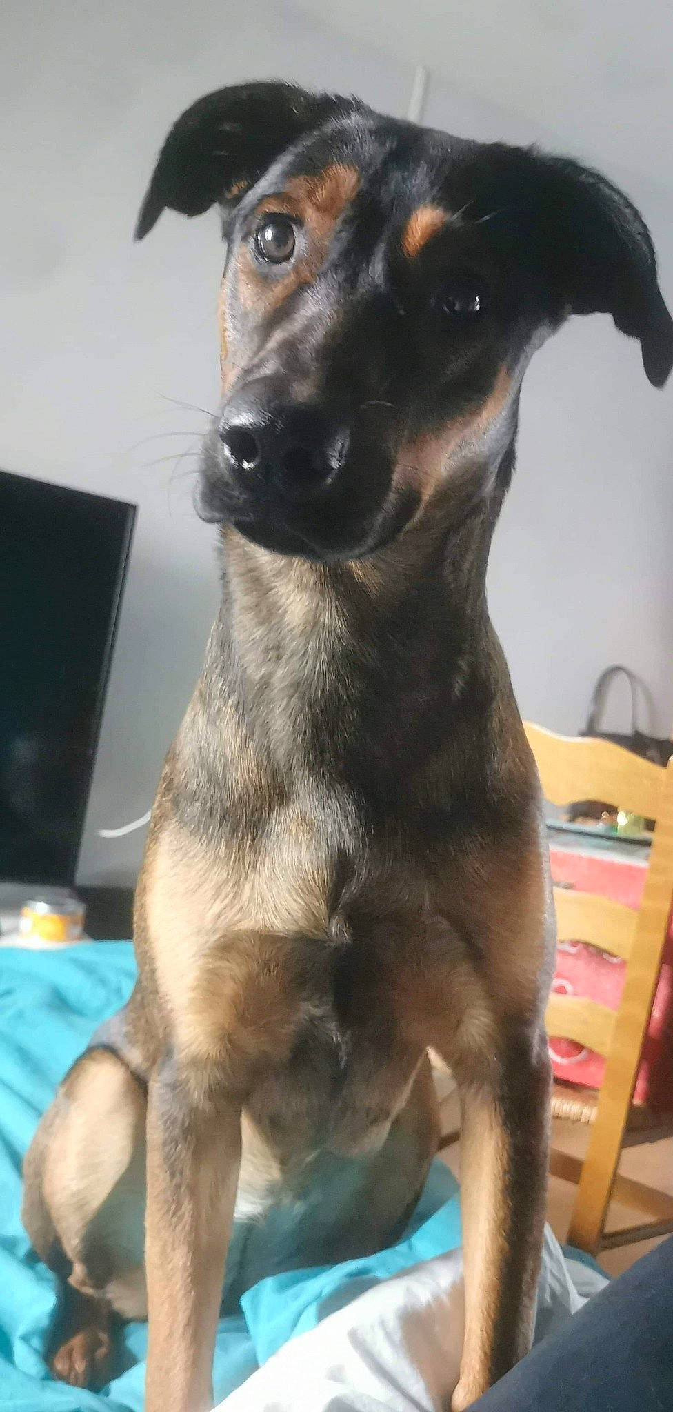 Luna a rejoint le concours — aidez-le/la à gagner de superbes lots ! canidae, carnivore, collar, companion_dog, dog, dog_breed, dog_collar, fawn, fur, guard_dog, pet_supply, snout, sporting_group, terrestrial_animal, whiskers, working_animal, working_dog