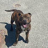 Ulk participe au concours pour gagner de l'argent avec cette photo : dog, brindle, happy, tongue_out, outdoor, asphalt, shadow, manhole_cover, pet, canine, playful, sunlight, standing, tail, ears, smiling, street, daytime, animal, friendly