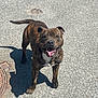 dog, brindle, happy, tongue_out, outdoor, asphalt, shadow, manhole_cover, pet, canine, playful, sunlight, standing, tail, ears, smiling, street, daytime, animal, friendly