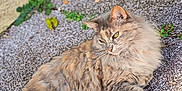 Faya participe au concours pour gagner de l'argent avec cette photo : cat, longhair_cat, fluffy, fur, green_eyes, lounging, relaxed, outdoor, gravel, pavement, leaf, wall, weed, ear, whiskers, closeup, portrait, domestic_cat, sunlight, resting