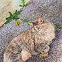 cat, longhair_cat, fluffy, fur, green_eyes, lounging, relaxed, outdoor, gravel, pavement, leaf, wall, weed, ear, whiskers, closeup, portrait, domestic_cat, sunlight, resting