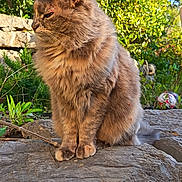 Faya participe au concours pour gagner de l'argent avec cette photo : animal, cat, closeup, daylight, feline, fluffy, fur, garden, greenery, leaf, nature, outdoor, pet, plant, portrait, relaxed, rock, sitting, sunlight, wildlife