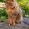 animal, cat, closeup, daylight, feline, fluffy, fur, garden, greenery, leaf, nature, outdoor, pet, plant, portrait, relaxed, rock, sitting, sunlight, wildlife