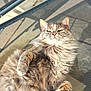 Faya a rejoint le concours — aidez-le/la à gagner de superbes lots ! cat, fluffy_cat, longhair, relaxed, sunbathing, pet, whiskers, fur, paw, outdoor, mesh_chair, seat, portrait, cute, closeup, animal, lazy, content, sunlight, feline