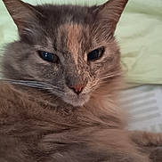 Faya participe au concours pour gagner de l'argent avec cette photo : cat, feline, pet, close_up, portrait, whiskers, fur, ears, nose, eyes, indoor, bed, pillow, sleepy, domestic_cat, long_hair, tabby, muzzle, relaxed, home