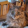 Faya participe au concours pour gagner de l'argent avec cette photo : animal, book, bookshelf, cat, close_up, cozy, cute, domestic_cat, ears, feline, fluffy, fur, green_eyes, indoor, pet, portrait, relaxed, resting, striped_blanket, whiskers