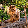 Faya a rejoint le concours — aidez-le/la à gagner de superbes lots ! animal, cat, closeup, daylight, feline, fluffy, fur, garden, greenery, leaf, mammal, nature, outdoor, peaceful, pet, plant, rock, sitting, sunlight, wildlife