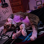 Baby joined the competition — help win amazing prizes! animal, bedroom, blanket, cat, cozy, dresser, fur, furniture, indoor, lying_down, paws, pet, portrait, purple_lighting, sleeping, striped_fur, tabby_cat, upside_down, wall_decor, whiskers