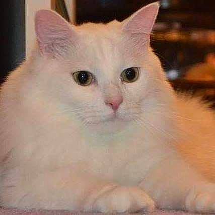 Dillon joined the competition — help win amazing prizes! american_curl, asian_semi_longhair, british_semi_longhair, burmilla, carnivore, cat, colorpoint_shorthair, cymric, domestic_long_haired_cat, felidae, khao_manee, kitten, mammal, norwegian_forest_cat, ragdoll, small_to_medium_sized_cats, turkish_angora, turkish_van, vertebrate, whiskers