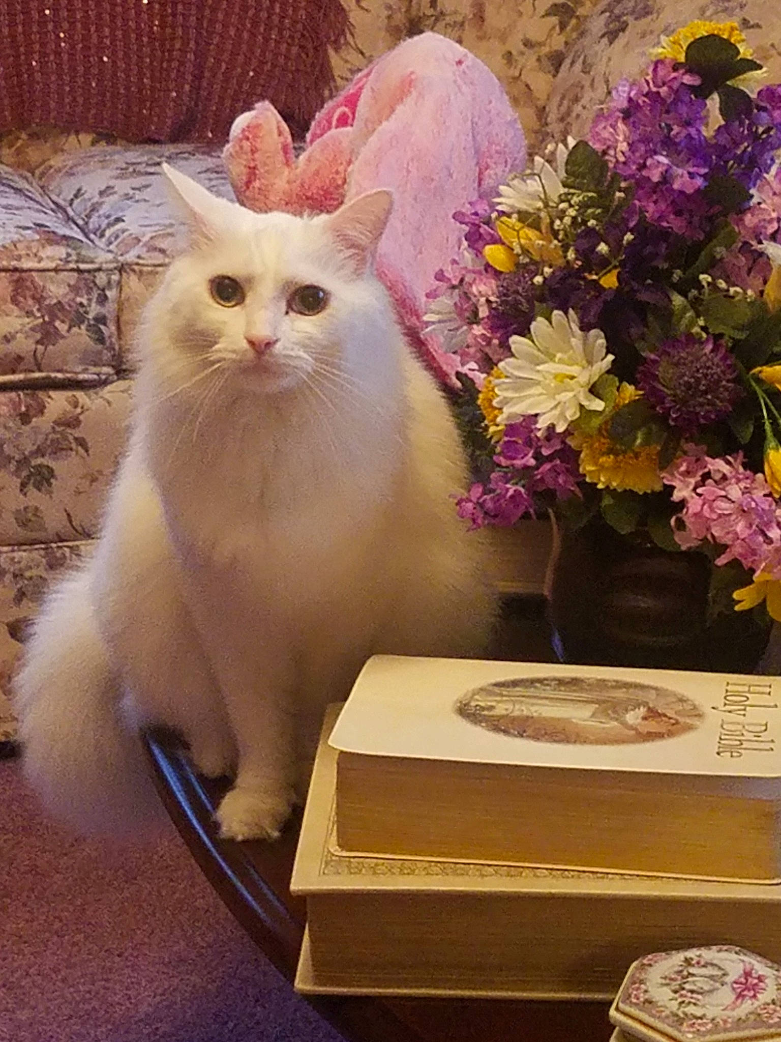 Dillon is registered to the contest to win money with this photo: american_curl, asian, burmilla, carnivore, cat, felidae, flower, kitten, mammal, persian, person, ragamuffin, ragdoll, small_to_medium_sized_cats, turkish_angora, turkish_van, whiskers