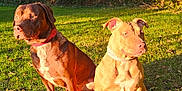 Athena a rejoint le concours — aidez-le/la à gagner de superbes lots ! dog, outdoor, grass, sunlight, nature, animal, pet, two_dogs, brown_dog, tan_dog, collar, sitting, leash, trees, shadows, daylight, park, summer, canine, friendly