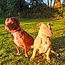 dog, outdoor, grass, sunlight, nature, animal, pet, two_dogs, brown_dog, tan_dog, collar, sitting, leash, trees, shadows, daylight, park, summer, canine, friendly