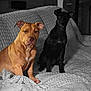 Athena participe au concours pour gagner de l'argent avec cette photo : dog, pet, indoor, couch, blanket, brown_dog, black_dog, animal, sitting, portrait, furniture, companion, canine, cozy, home, texture, relaxing, quiet, friendship, domestic