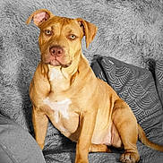 Athena a rejoint le concours — aidez-le/la à gagner de superbes lots ! dog, tan_dog, pet, canine, indoor, couch, pillows, fur, animal, sitting, looking_at_camera, ears, nose, paw, relaxed, domestic_animal, home, furniture, cute, portrait