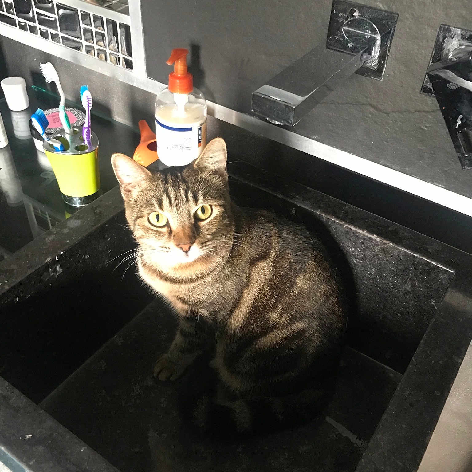 Kedi