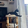 Chaussette a rejoint le concours — aidez-le/la à gagner de superbes lots ! cat, cat_tree, black_and_white_cat, indoor, curtain, window, natural_light, shelf, television, wooden_furniture, relaxed, pet, feline, paw, playing, cozy, home, daylight, resting, curious