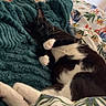 Chaussette a rejoint le concours — aidez-le/la à gagner de superbes lots ! cat, black_and_white_cat, pet, bed, blanket, floral_pattern, indoor, cozy, relaxed, feline, whiskers, paws, resting, sleepy, soft_texture, comfort, home, animal, cute, domestic_cat