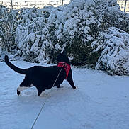Chaussette a rejoint le concours — aidez-le/la à gagner de superbes lots ! cat, snow, outdoor, winter, leash, harness, black_cat, white_paws, snowy_bushes, nature, daylight, animal, pet, exploration, cold, fence, backyard, walking, curious, winter_climate