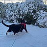 cat, snow, outdoor, winter, leash, harness, black_cat, white_paws, snowy_bushes, nature, daylight, animal, pet, exploration, cold, fence, backyard, walking, curious, winter_climate
