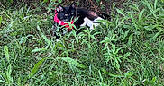 Chaussette a rejoint le concours — aidez-le/la à gagner de superbes lots ! cat, black_and_white_cat, grass, plants, bush, outdoor, nature, pet, animal, greenery, leaves, feline, resting, calm, harness, wildlife, summer, daylight, shrub, ground
