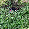 cat, black_and_white_cat, grass, plants, bush, outdoor, nature, pet, animal, greenery, leaves, feline, resting, calm, harness, wildlife, summer, daylight, shrub, ground