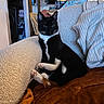 cat, black_and_white_cat, feline, pet, indoors, couch, blanket, knit_sweater, cozy, relaxed, furniture, living_room, resting, alert, home, soft_texture, domestic_animal, whiskers, paw, seated