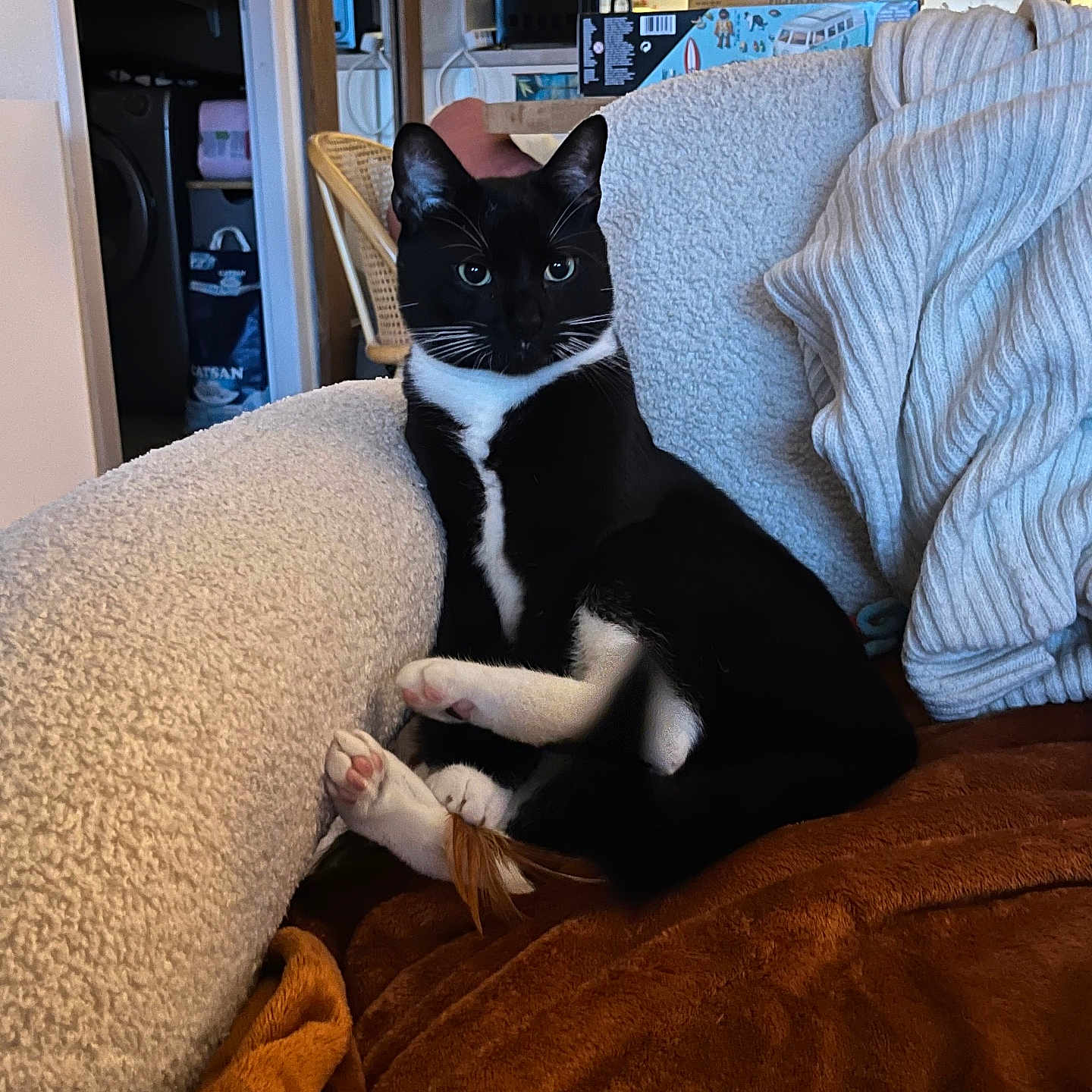Chaussette a rejoint le concours — aidez-le/la à gagner de superbes lots ! cat, black_and_white_cat, feline, pet, indoors, couch, blanket, knit_sweater, cozy, relaxed, furniture, living_room, resting, alert, home, soft_texture, domestic_animal, whiskers, paw, seated