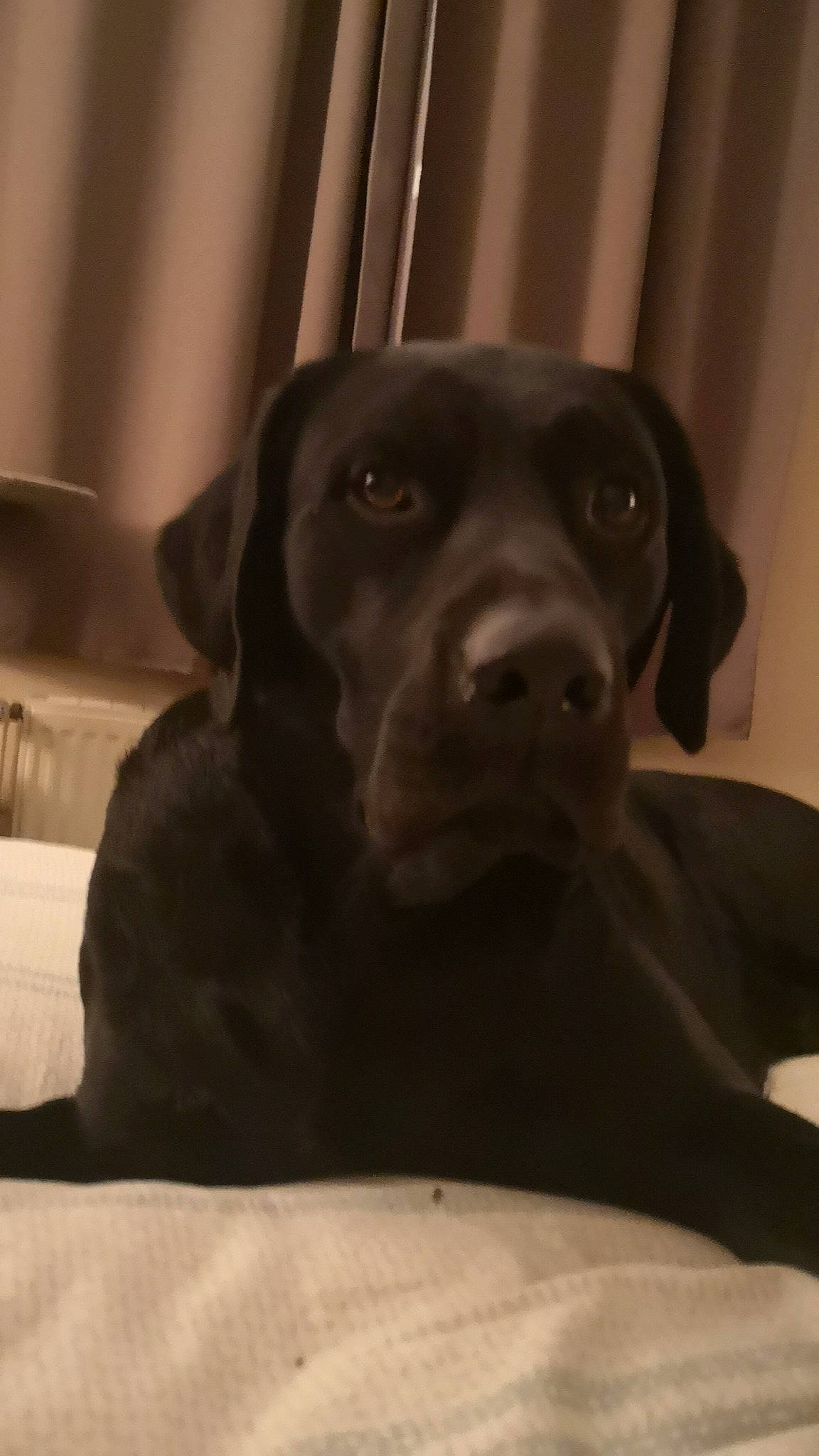 Falco a rejoint le concours — aidez-le/la à gagner de superbes lots ! borador, canidae, carnivore, comfort, companion_dog, dog, dog_breed, fawn, fur, guard_dog, gun_dog, labrador_retriever, liver, puppy, retriever, selfie, sporting_group, terrestrial_animal, whiskers, working_animal