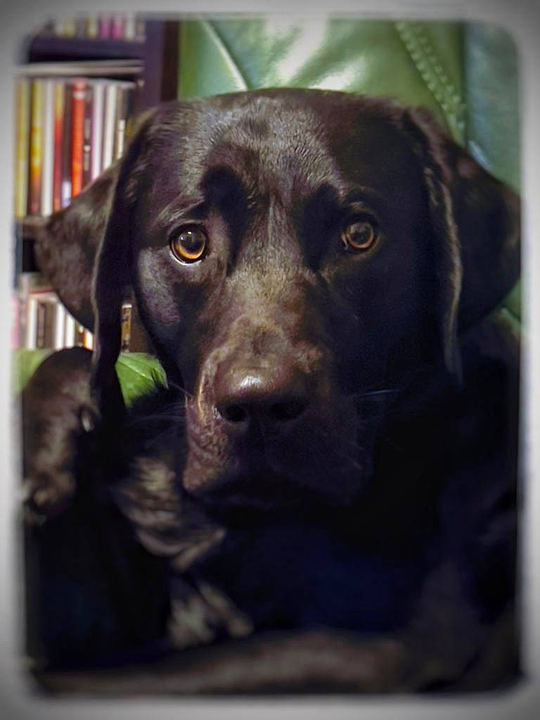 Falco a rejoint le concours — aidez-le/la à gagner de superbes lots ! bookcase, borador, canidae, carnivore, companion_dog, dog, dog_breed, eye, fur, gun_dog, liver, publication, rectangle, retriever, shelf, shelving, snout, sporting_group, whiskers, working_animal