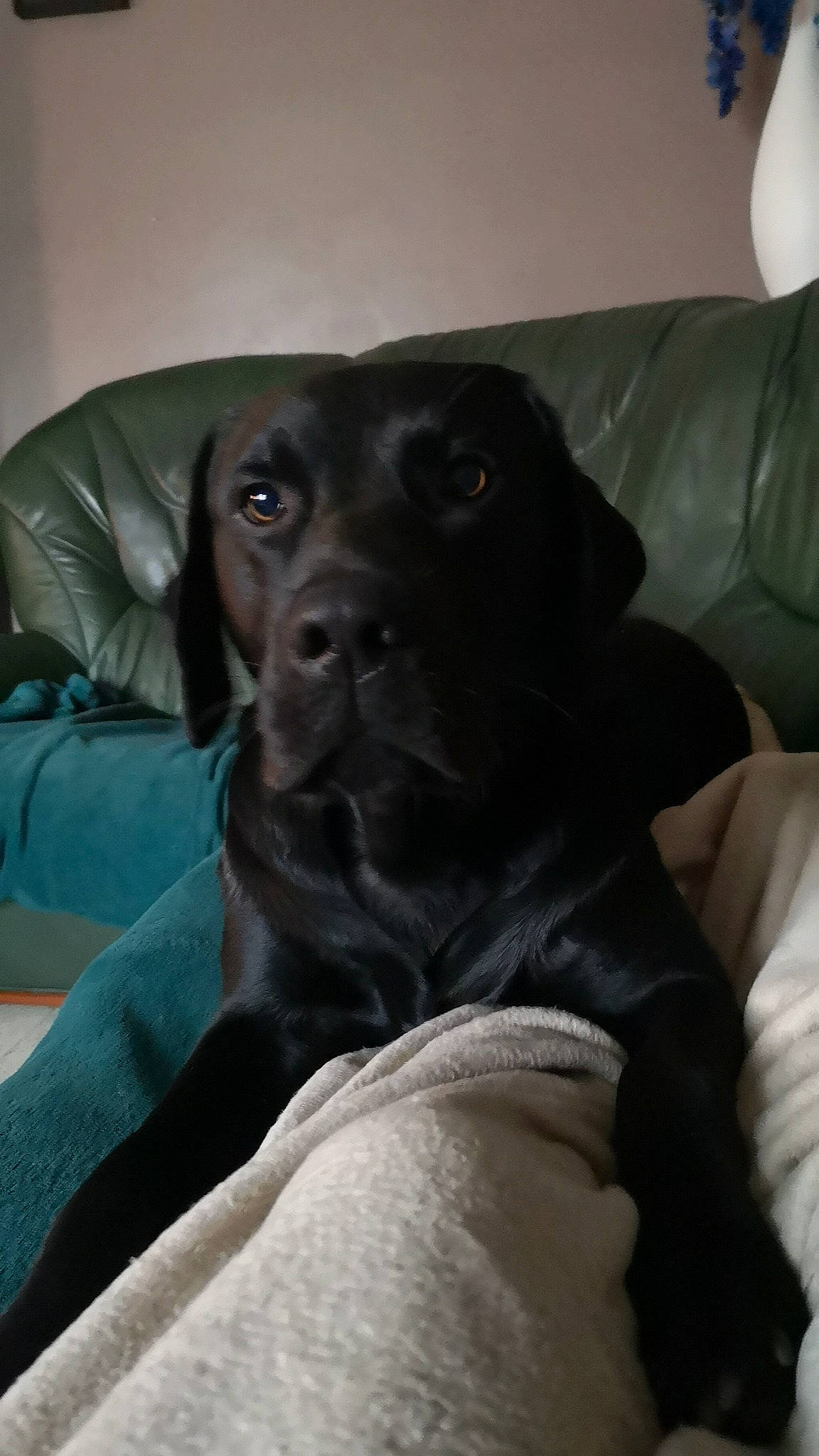 Falco a rejoint le concours — aidez-le/la à gagner de superbes lots ! borador, carnivore, comfort, companion_dog, dog, dog_breed, fawn, fur, grey, guard_dog, gun_dog, lamp, liver, pointing_breed, retriever, sporting_group, terrestrial_animal, weimaraner, whiskers, working_animal