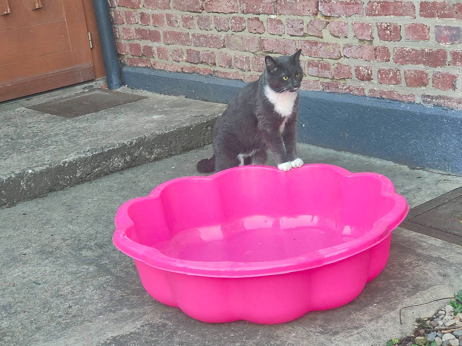 Penelope a rejoint le concours — aidez-le/la à gagner de superbes lots ! black, canidae, carnivore, cat, cat_supply, dog_breed, dog_supply, domestic_short_haired_cat, door, felidae, grass, magenta, mammal, pet_supply, plant, road_surface, small_to_medium_sized_cats, tail, vertebrate, whiskers