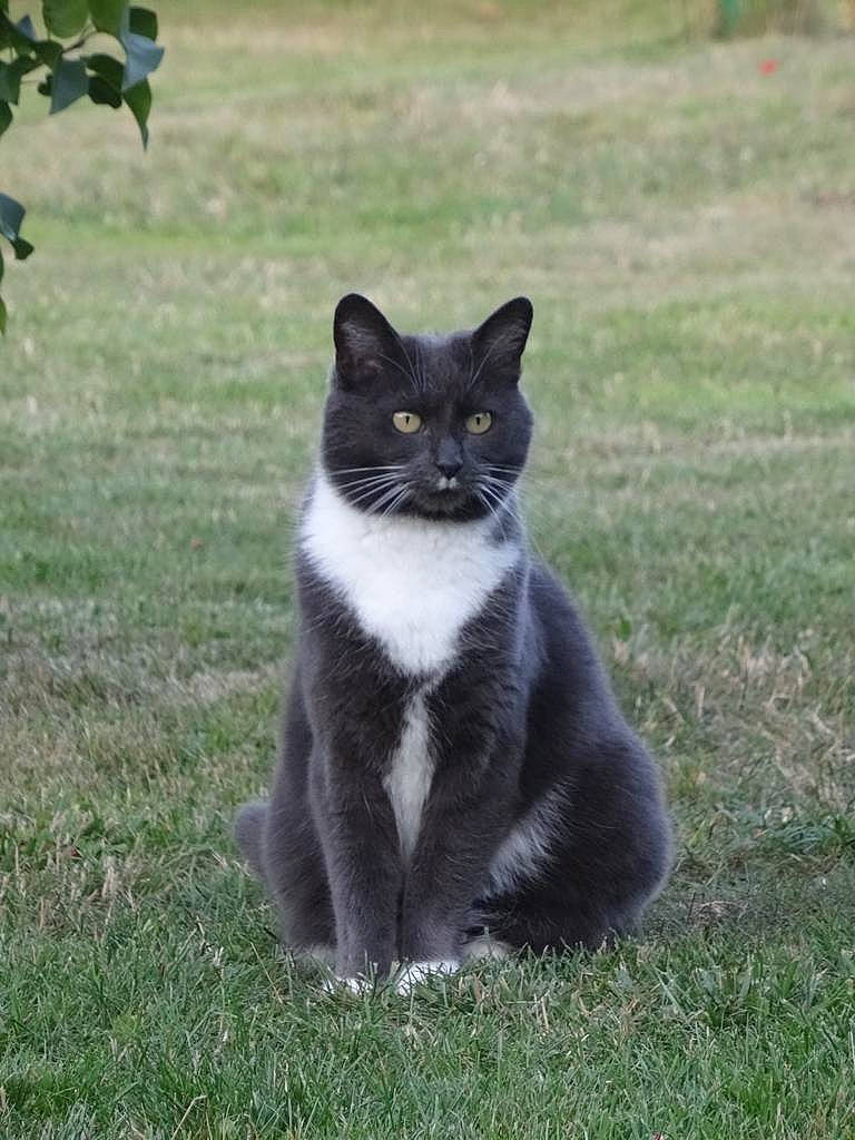 Penelope participe au concours pour gagner de l'argent avec cette photo : black_cat, carnivore, cat, domestic_short_haired_cat, eye, felidae, fur, grass, grey, groundcover, lawn, paw, plant, sitting, small_to_medium_sized_cats, snout, tail, terrestrial_animal, tree, whiskers