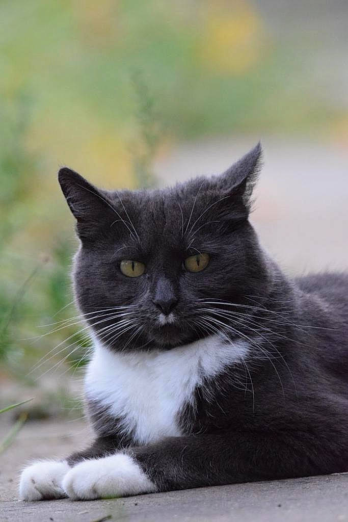 Penelope participe au concours pour gagner de l'argent avec cette photo : black_cat, carnivore, cat, domestic_short_haired_cat, felidae, fur, grass, grey, monochrome_photography, sitting, small_to_medium_sized_cats, snout, tail, terrestrial_animal, vertebrate, whiskers