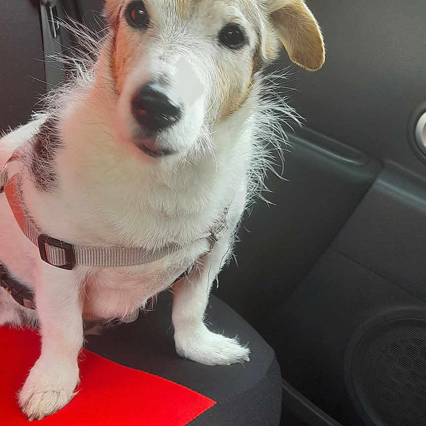 Snoopy a rejoint le concours — aidez-le/la à gagner de superbes lots ! accessories, alloywheel, animal, belt, canine, car, couch, cushion, dog, furniture, homedecor, hound, husky, leash, pet, puppy, strap, terrier, transportation, vehicle