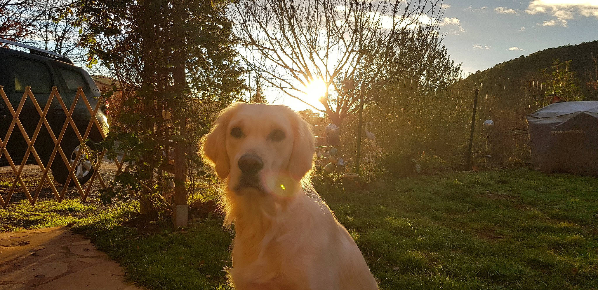 Praline a rejoint le concours — aidez-le/la à gagner de superbes lots ! backlighting, canidae, carnivore, cloud, companion_dog, dog, dog_breed, fawn, grass, gun_dog, happy, landscape, lens_flare, plant, sky, snout, sporting_group, sunlight, sunrise, tree