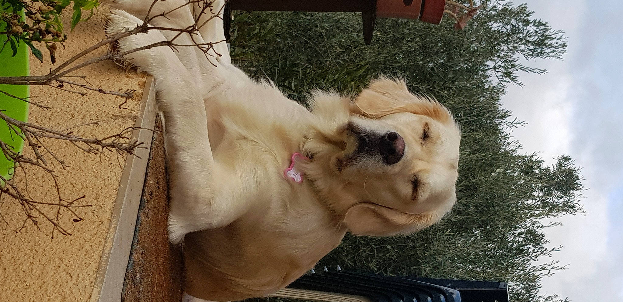 Praline a rejoint le concours — aidez-le/la à gagner de superbes lots ! canidae, carnivore, companion_dog, dog, dog_breed, dog_collar, felidae, fur, gesture, guard_dog, non_sporting_group, paw, retriever, sky, sporting_group, tree, whiskers, wood, working_animal, wrinkle