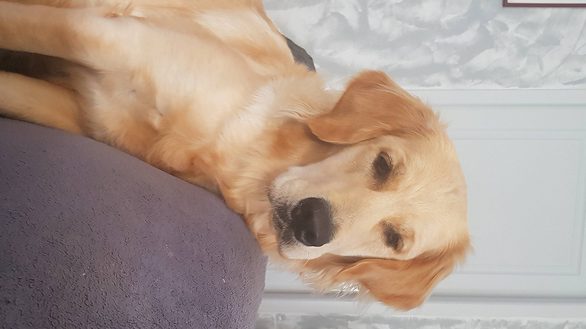 Tyby participe au concours pour gagner de l'argent avec cette photo : canidae, carnivore, collar, companion_dog, dog, dog_breed, dog_collar, dog_supply, fawn, fur, gun_dog, labrador_retriever, paw, pet_supply, puppy, retriever, snout, sporting_group, whiskers, working_animal