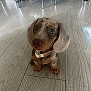 Yogi is registered to the contest to win money with this photo: adorable, animal, brown, collar, cute, dachshund, dog, domestic, ears, floor, fur, indoor, looking_up, pet, puppy, sitting, small, whiskers, wooden_floor, young