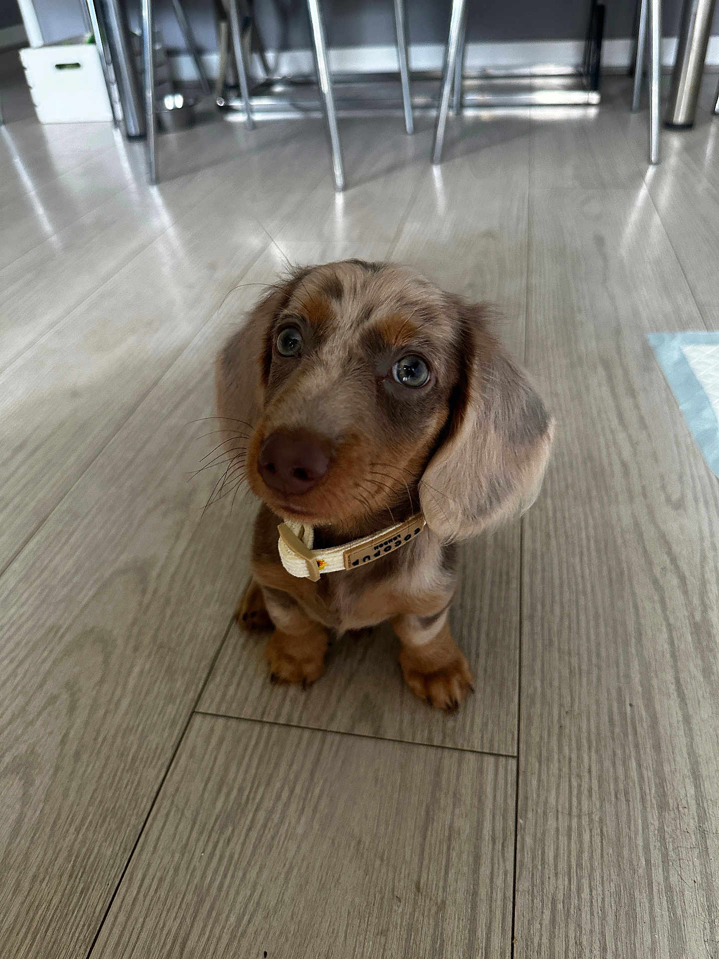 Yogi