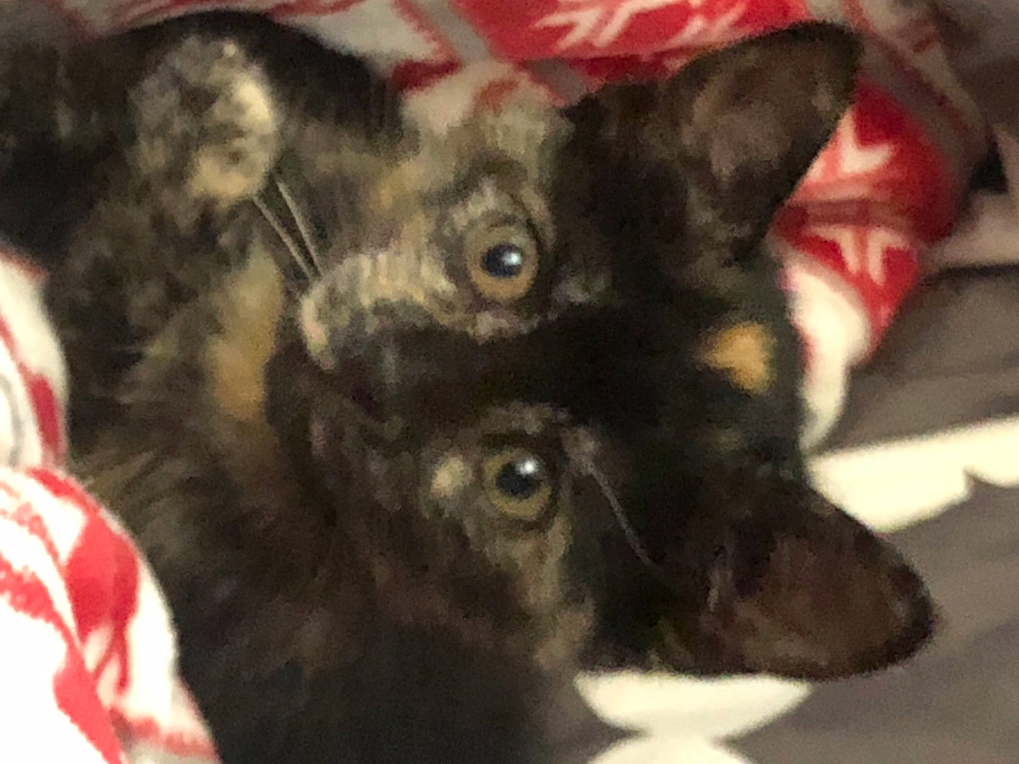 June is registered to the contest to win money with this photo: carmine, carnivore, companion_dog, dog, dog_breed, felidae, fur, liver, small_to_medium_sized_cats, snout, sporting_group, terrestrial_animal, whiskers, working_animal