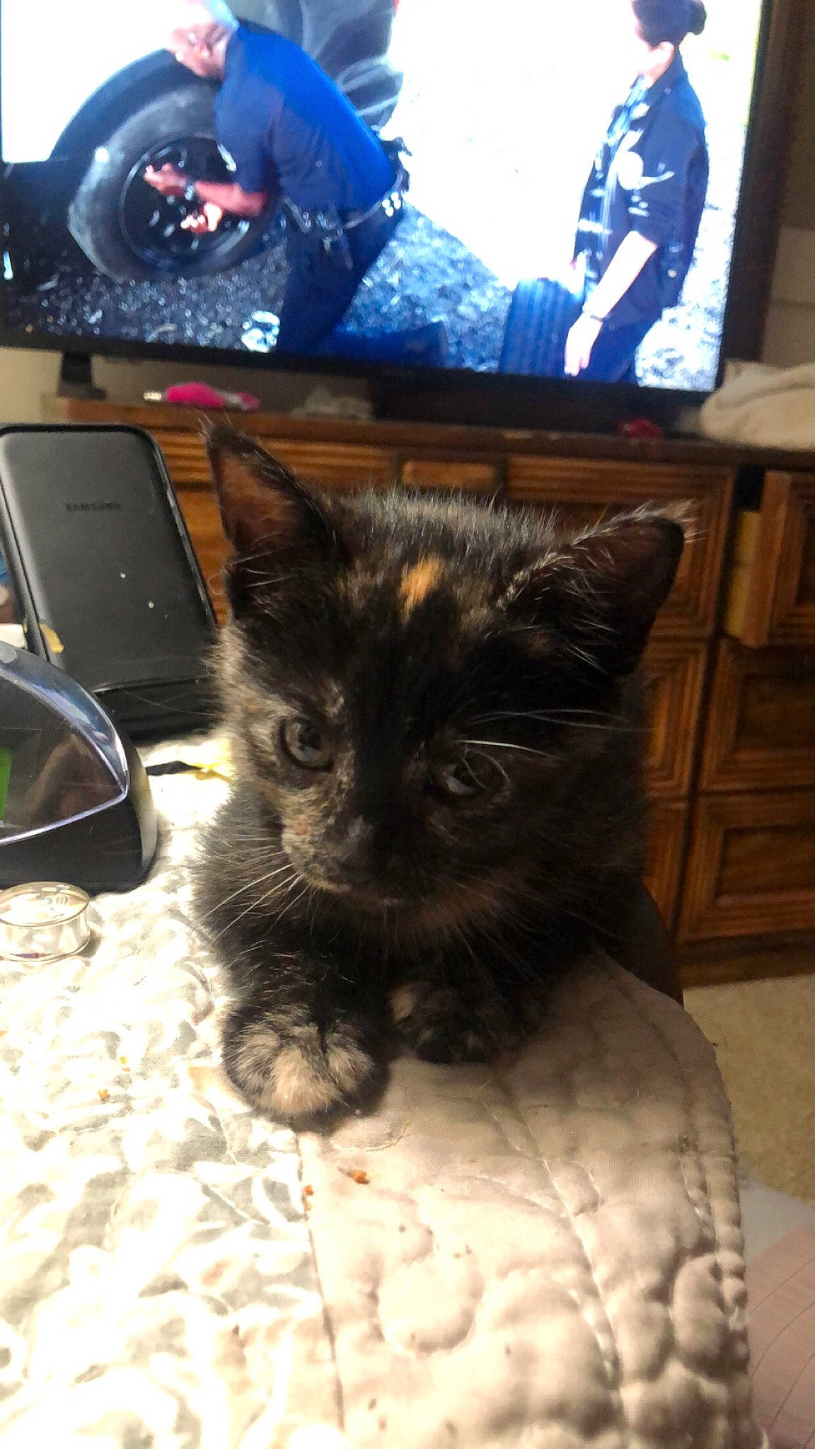 June joined the competition — help win amazing prizes! black_cat, blue, box, carnivore, cat, claw, comfort, domestic_short_haired_cat, fawn, felidae, fur, gadget, paw, picture_frame, room, small_to_medium_sized_cats, snout, tail, whiskers, window