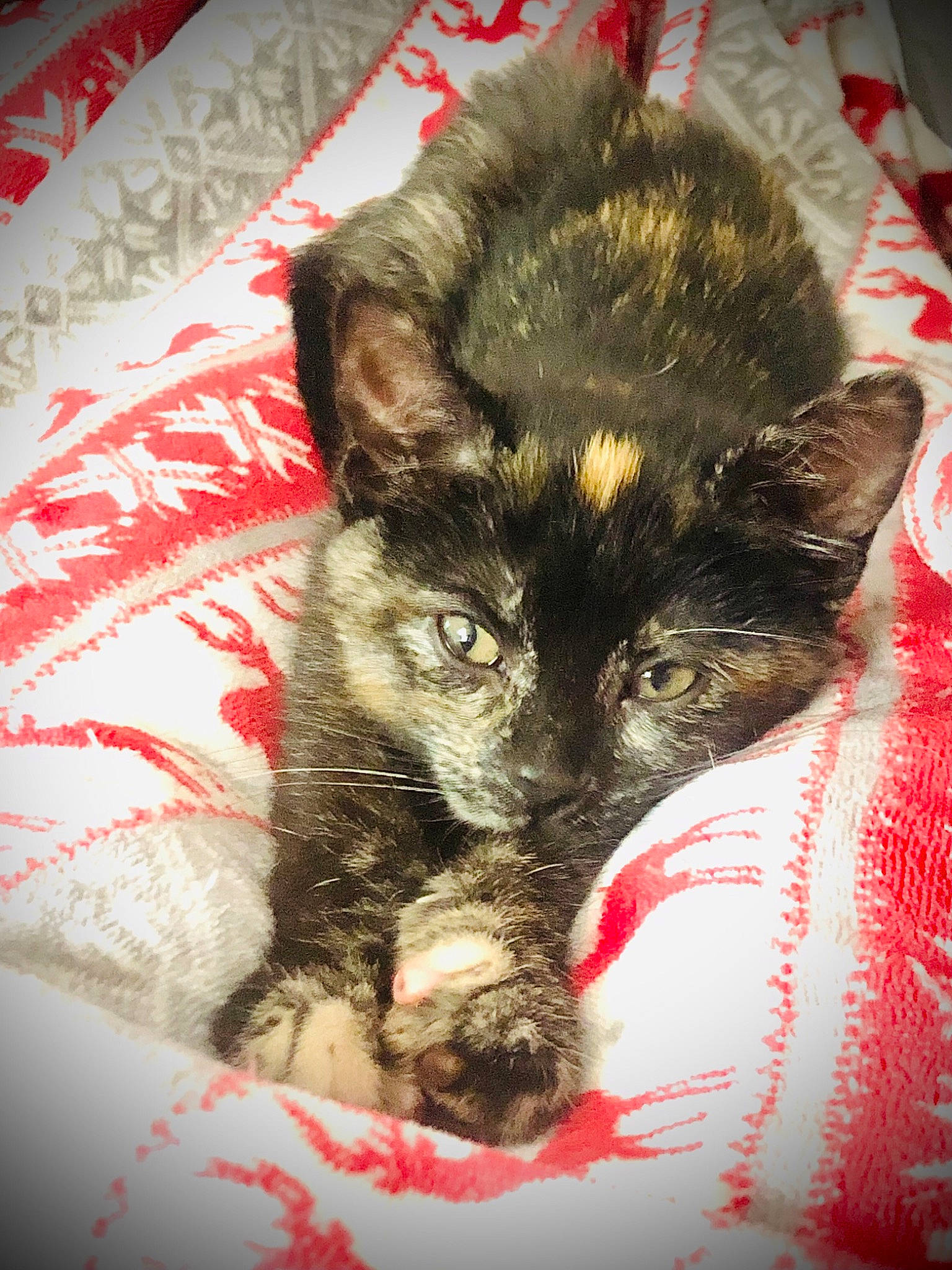 June joined the competition — help win amazing prizes! canidae, carnivore, cat, claw, comfort, companion_dog, dog_breed, domestic_short_haired_cat, eye, fawn, felidae, fur, nap, paw, small_to_medium_sized_cats, snout, sporting_group, tail, terrestrial_animal, whiskers