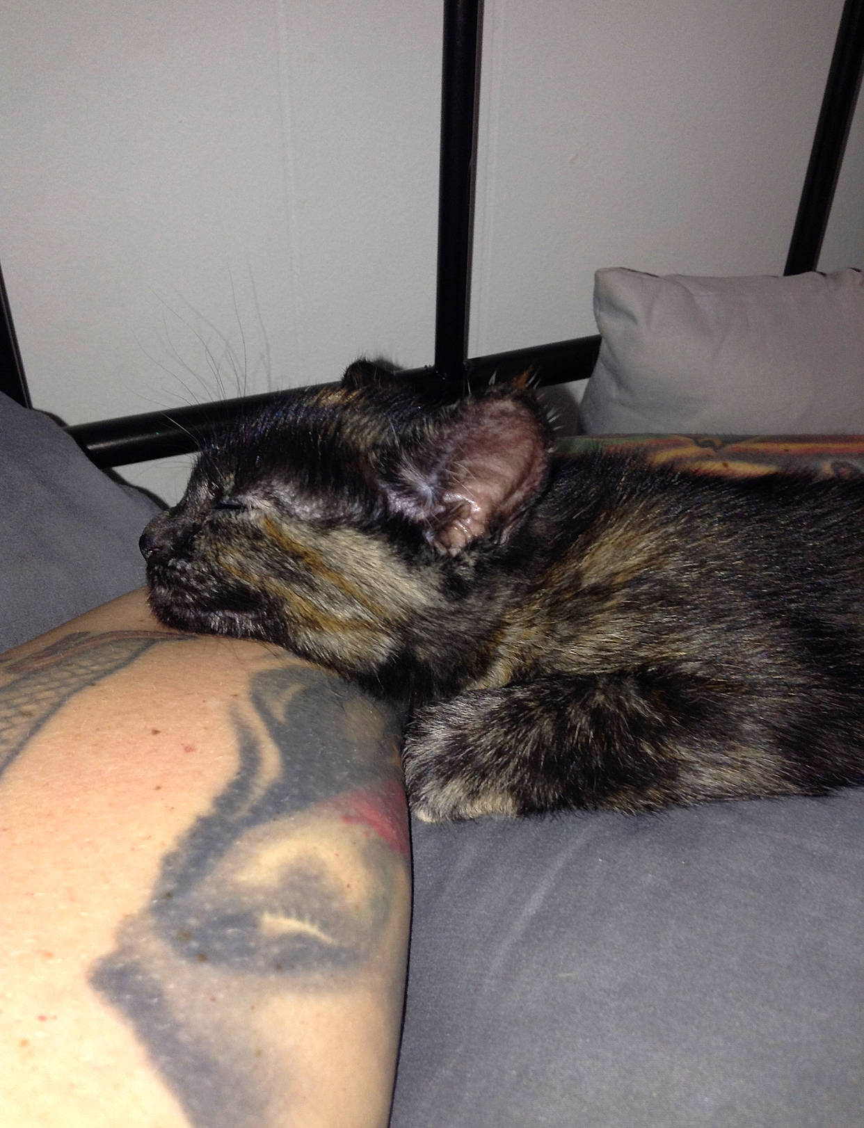 June is registered to the contest to win money with this photo: beard, canidae, carnivore, cat, claw, comfort, dog_breed, domestic_short_haired_cat, ear, felidae, fur, gesture, human_leg, nap, paw, small_to_medium_sized_cats, snout, sporting_group, tail, whiskers