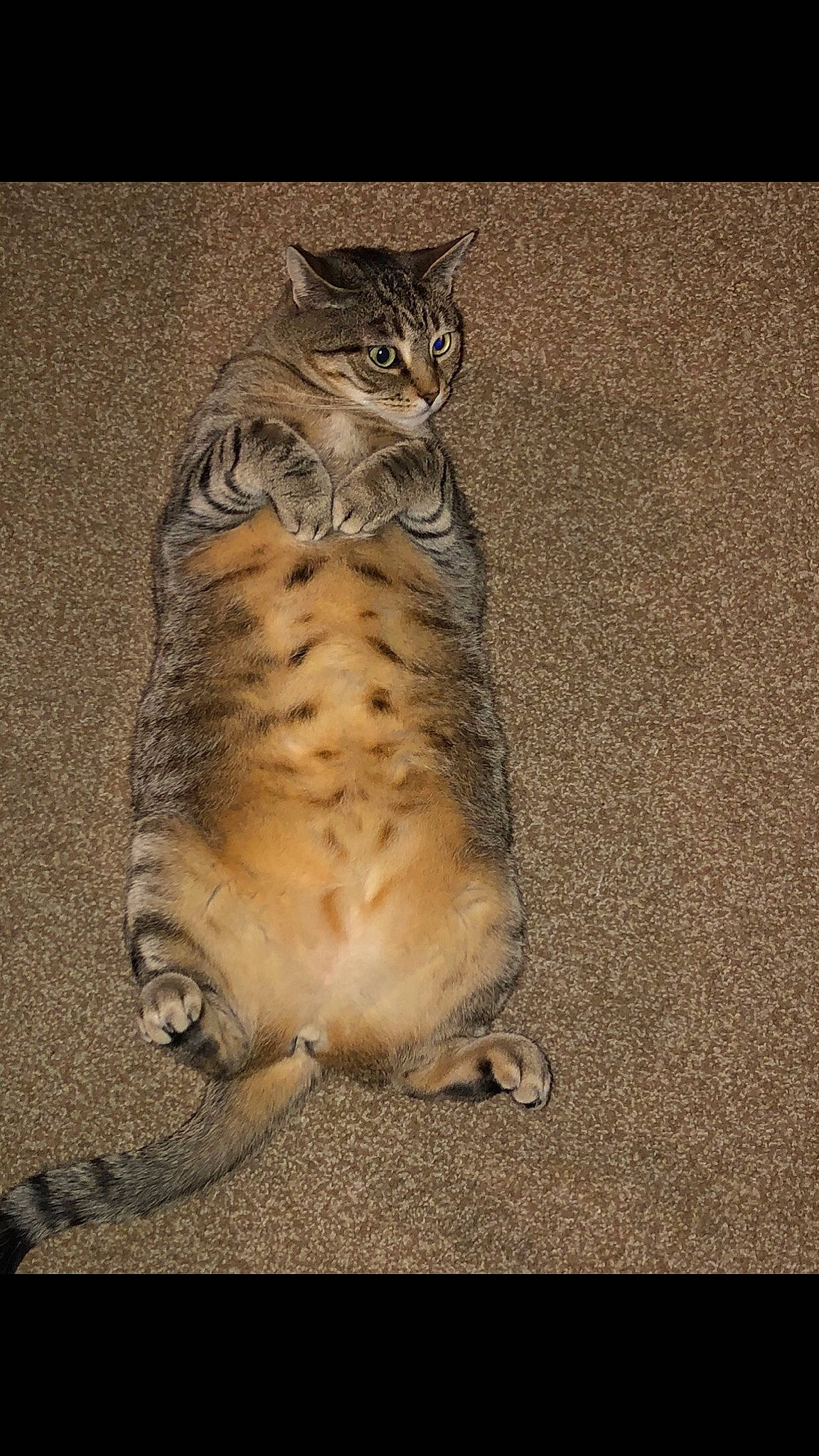 Bubbles is registered to the contest to win money with this photo: carnivore, cat, claw, domestic_short_haired_cat, felidae, fur, paw, sand, small_to_medium_sized_cats, snout, soil, tail, terrestrial_animal, whiskers, wildlife, wood